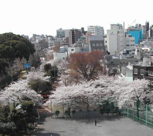 代々木公園　桜