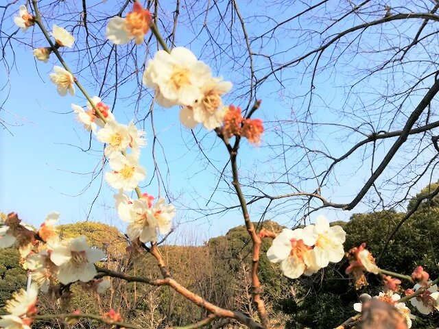 代々木八幡紅白２本の梅の木