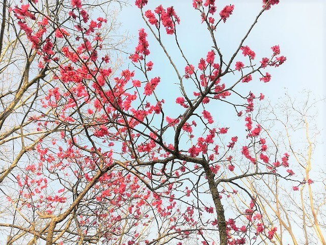 代々木八幡紅白２本の梅の木