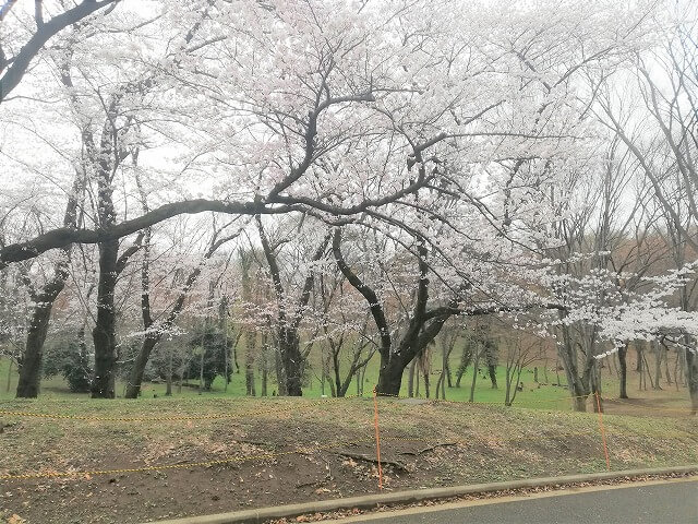 代々木公園で桜を見よう