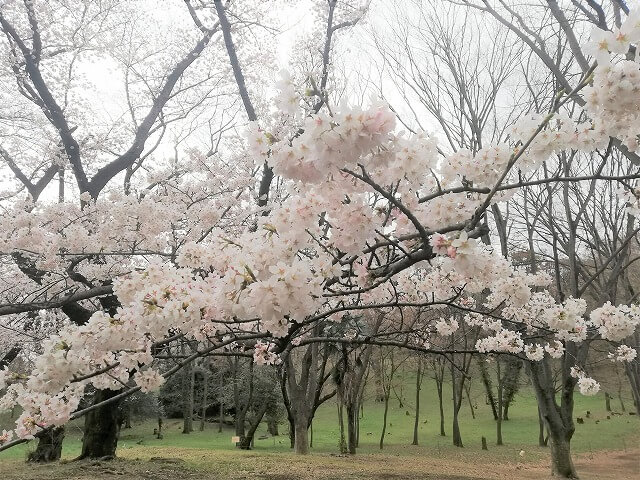 代々木公園で桜を見よう