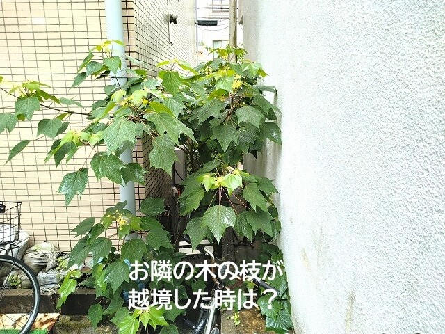 お隣の木の枝が越境した時は？