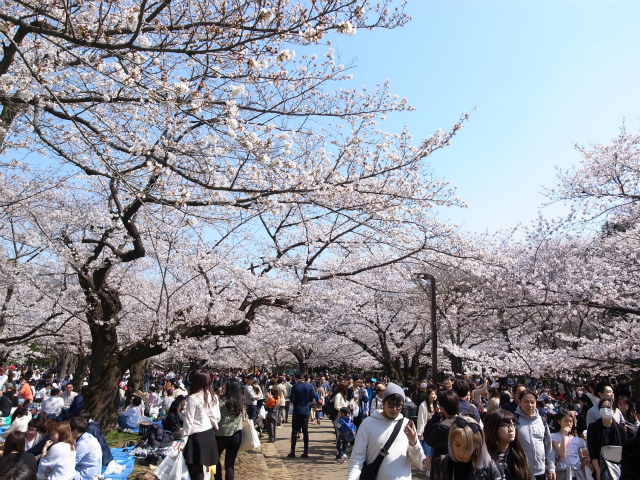 代々木公園の花見の様子