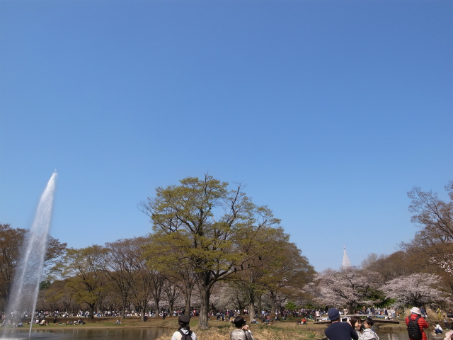 代々木公園2018年花見