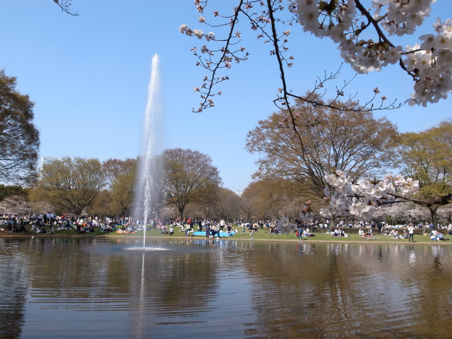 代々木公園2018花見スポット案内